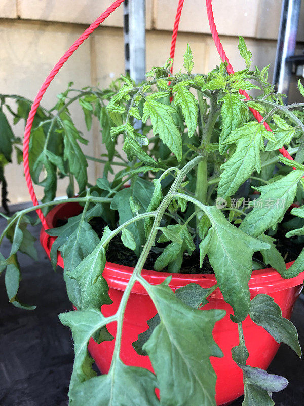 健康的番茄植株在超市花园中心的红色塑料吊篮中生长，番茄幼苗的叶子，节日过后的堆肥茁壮成长，园艺和饲料，准备在菜园中种植的有机番茄/水果